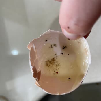 Taze Yumurtada Şok Edici Küf Problemi