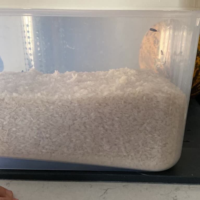 Depolama Sorunu Nedeniyle Güvelenen Pirinç