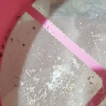 Besler Ununda Böcek Şoku