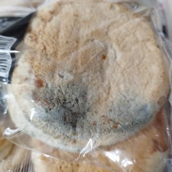 Küflü Hamburger Ekmeği Şoku