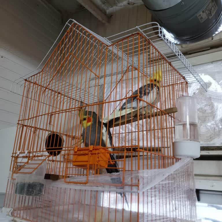 Halikarnas Petshop (Çanakkale) Ödeme Yapılmayan Sultan Papağanı Satışı Mağduriyeti