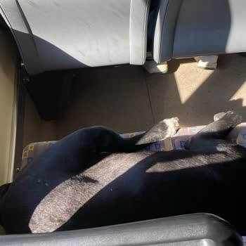 Tramvayda Sokak Hayvanları: Yolcu Güvenliği Ve Konforu Tehlikede