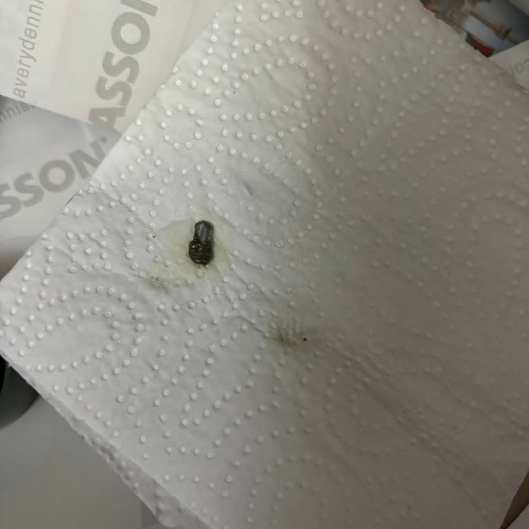 Metanet Katmer (Kalealtı) Katmerden Çıkan Cisim!