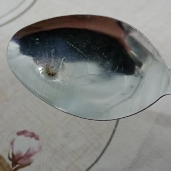 Sütün İçinden Çıkan Böcek Şoku