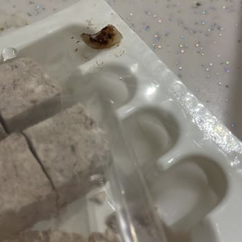 Çekme Helvada Şok Edici Yabancı Madde