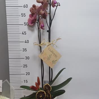 Yanlış Renk Orkide Teslimatı Ve İletişim Sorunları