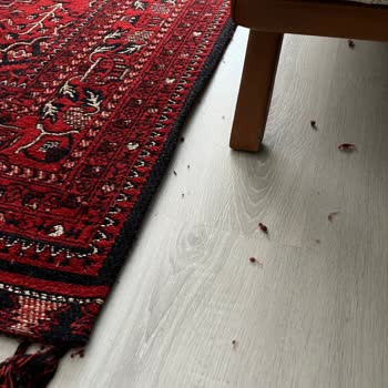 Deco Halı'da Tüylenme Sorunu Ve Çözüm Eksikliği