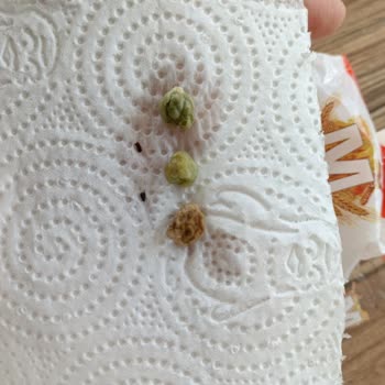 Migros Nohut Paketinden Çıkan Böcekler Şoku!