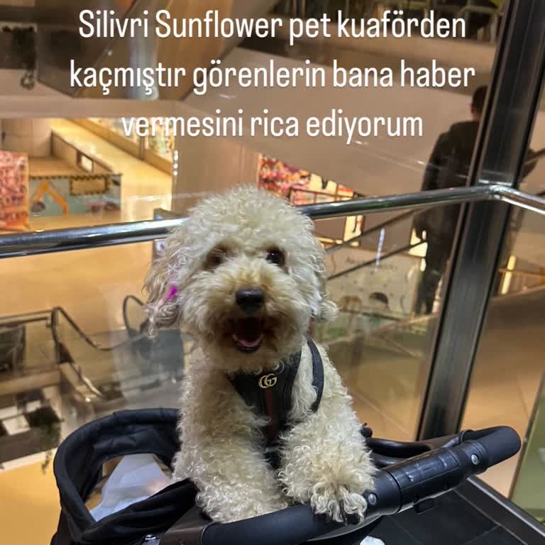 Pet Kuaför Evcil Hayvan Kuaföründe Güvenlik Ve Dikkat Eksikliği