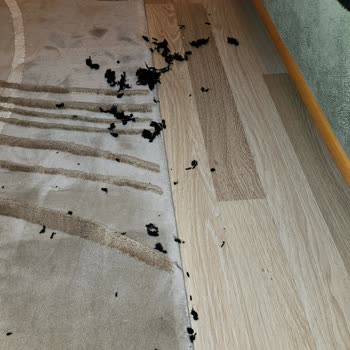 Mavi Eşofmanlar Hayal Kırıklığı Yarattı