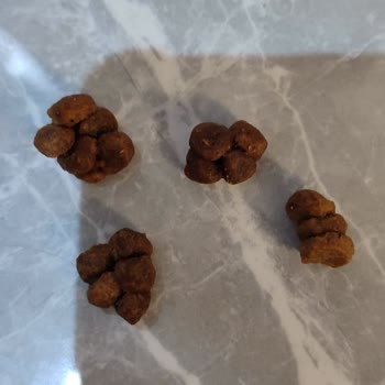 Kedi Mamasında Kurt Ve Topaklanma Sorunu