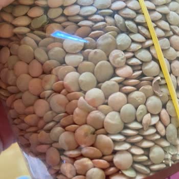 Harras Mercimek'te Böceklenme Sorunu!