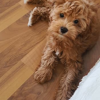 Yanıltıcı Köpek Satışı: Safkan Olmayan Poodle