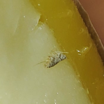 Starbucks'ta Limonlu Cheesecake Üzerinden Böcek Şoku