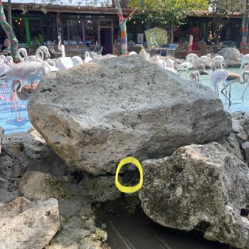 Hijyen Sorunları Ve Yüksek Fiyatlar: Flamingo Köy'de Hayal Kırıklığı