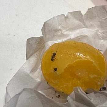 Olips Şekerlemeden Çıkan Böcekler Şok Etkisi Yarattı