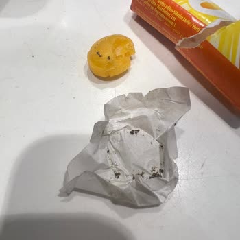 Olips Şekerlemeden Çıkan Böcekler Şok Etkisi Yarattı