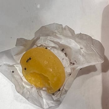 Olips Şekerlemeden Çıkan Böcekler Şok Etkisi Yarattı