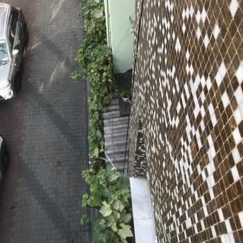 Mahalledeki Asma Ağacı Ve Kaldırım Sorunları