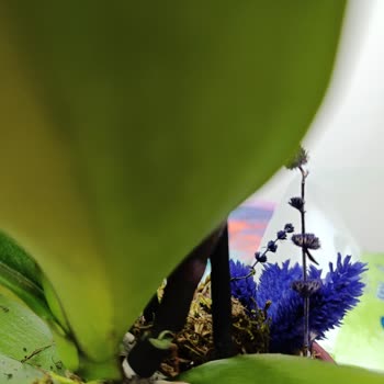 Eksik Orkide Ve Yetersiz Müşteri Hizmeti