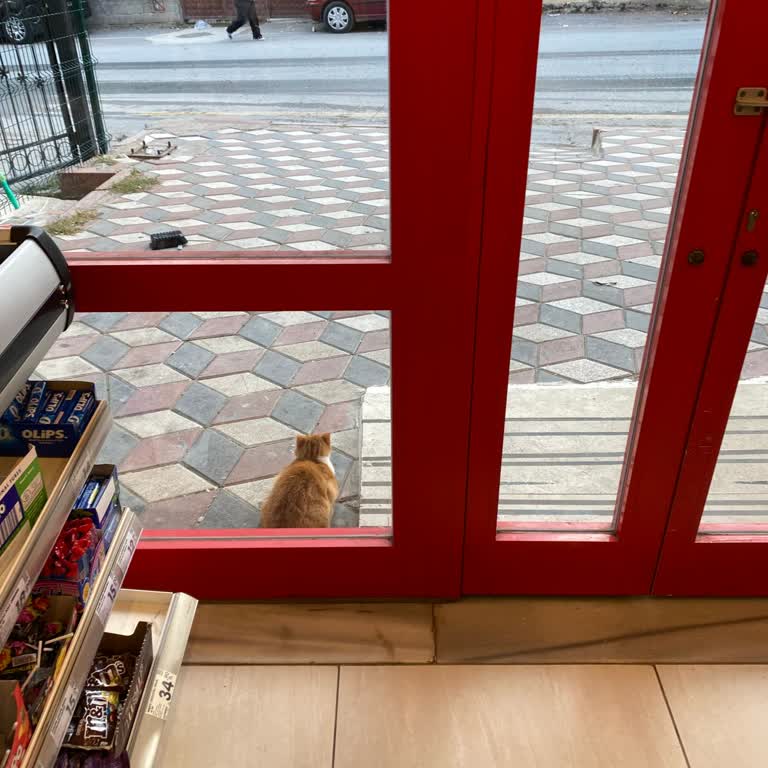 Market Girişinde Kedi Sorunu