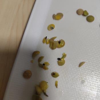 Yeşil Mercimekte Böcek Şoku: Üretim Hatası