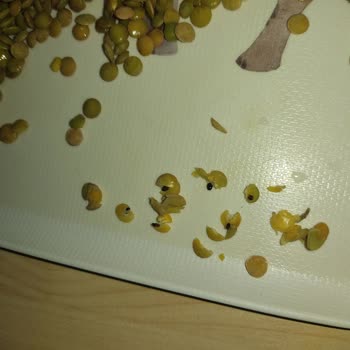 Yeşil Mercimekte Böcek Şoku: Üretim Hatası