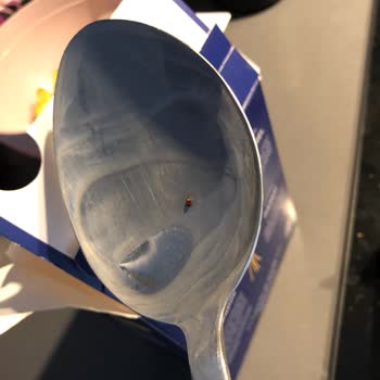 Barilla Makarna'da Böcek Şoku