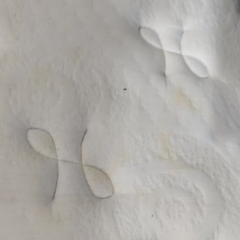 Lova Yatakta Tekrarlayan Sararma Sorunu