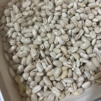 Migros Kuru Fasulye Kalitesizliği: Param Çöpe Gitti!