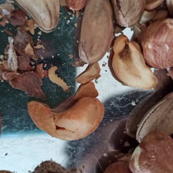 Kurtlu Antep Fıstığı Ve İlgisiz Müşteri Hizmetleri