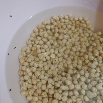 BİM Saban Marka Nohut Böceklenmiş!