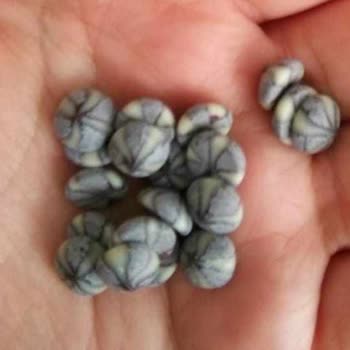 Pakmaya Ve Migros Bizi Zehirlemesin!