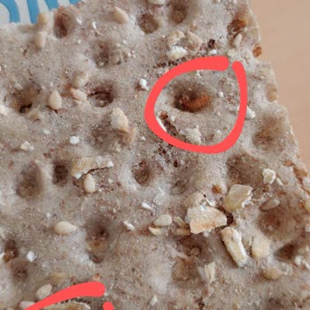 Kahvaltıda İstenmeyen Misafirler: Kurtçuklar