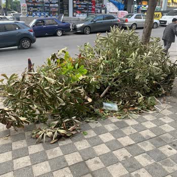 Yol Kenarında Bırakılan Ağaç Dalları Mağduriyeti