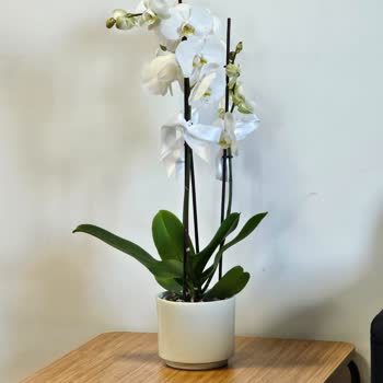 Çiçek Sepeti Yanlış Çiçek Teslimatı Ve İletişim Sorunları!