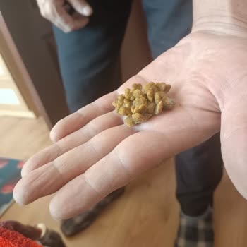 Nemli Ve Küflü Mama Sorunu