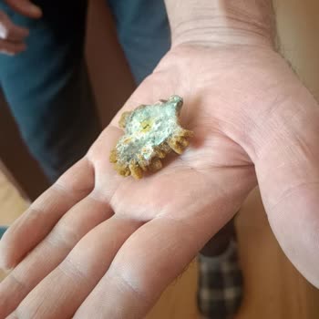 Nemli Ve Küflü Mama Sorunu