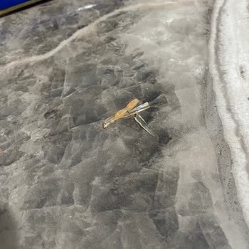 Tarım Kredi Spagetti Makarna İçinde Plastik Parçalar Skandalı