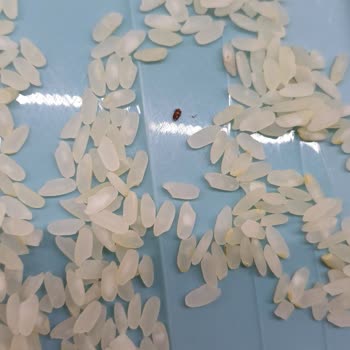 Duru Bulgur Güvenilir Marka Hayal Kırıklığı: Böcekli Pirinç Şoku