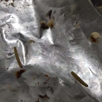 Eti Popkek'te Beklenmedik Misafirler