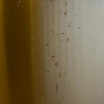 Bosch Buzdolabı Paslanma Sorunu: Kalıcı Çözüm Talebi