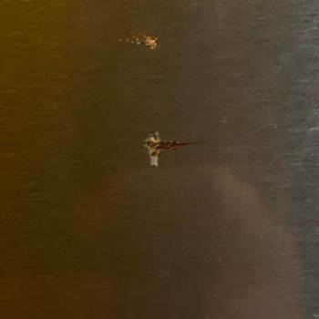 Bosch Buzdolabı Paslanma Sorunu: Kalıcı Çözüm Talebi