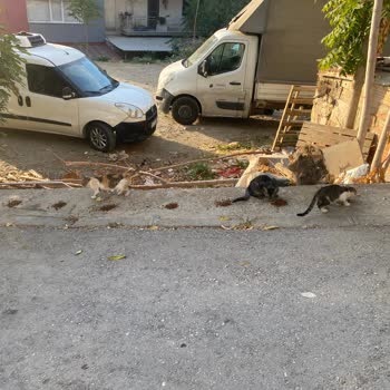 Sokak Kedileri İçin Korunaklı Alan Talebi Cevapsız Kaldı