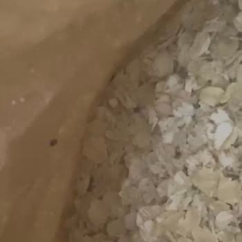 Kappadokia Yulaf Ürününde Kurt Ve Böcek Sorunu
