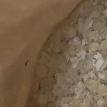 Kappadokia Yulaf Ürününde Kurt Ve Böcek Sorunu