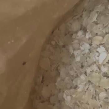 Kappadokia Yulaf Ürününde Kurt Ve Böcek Sorunu