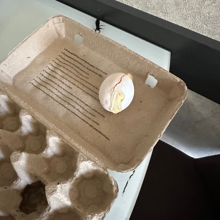 Kırık Yumurta Ve Yetersiz Destek