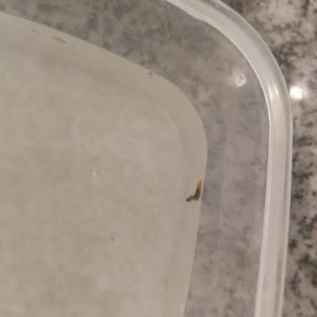 A101'den Aldığım Pilavda Kurt Şoku!