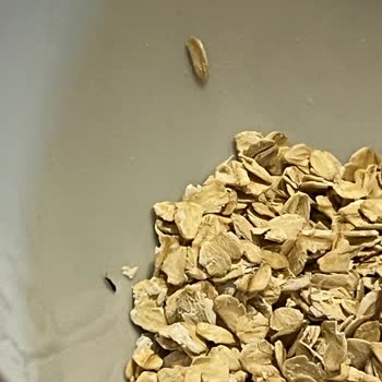 Eti Lifalif Yulaf Ezmesinde Böcek Şoku